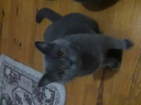 British shorthair ve scottish fold