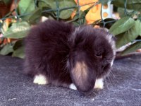 SAFKAN HOLLANDA TEDDY LOP TAVŞANLAR