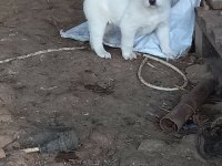 Safkan akbaş yavruları