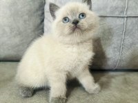 Safkan ayı suratlı british shorthair oğlum