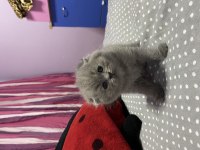 Kendi safkan scottish fold yavrularım