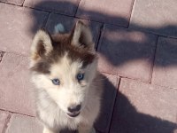 Sibirya kurdu husky