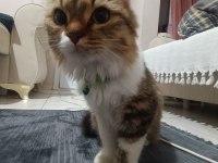 Annem hasta olduğu için kedimizi acil
