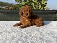Kore Kan Toy Poodle Bebekler