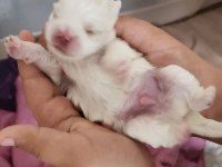 Erkek exotic pekinez köpeğimiz