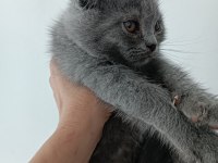 Scottish fold gri kedimiz