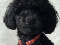 Toy Poodle Siyah Erkek Uygun