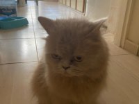 1.5 yaşında dişi british longhair