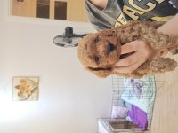 Son iki erkek poodle yavrumuz
