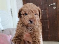 Köpekler yeni sahiplerini arıyorlar
