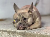 Dişi French Bulldog 9 Aylık
