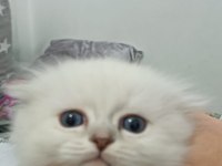 Mavi gözlü erkek scottish fold