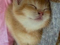 British shorthair golden erkek yavru