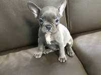 3 Aylık French Bulldog