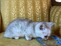MUNCKİN Özel Yavru