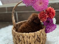 Teacup kore poodle