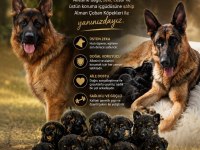 Safkan Şecereli Aman Çoban Köpeği