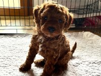 3 kilo toy poodle yavrularımız hazır