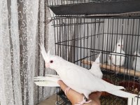 İster tek ister toplu albino sultan papağanı