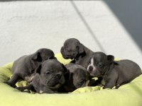 Egzotik blue french bulldog bebeklerimiz