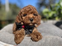 ÜST KALİTE KORE KAN POODLE YAVRULAR