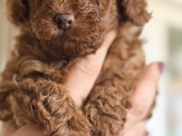 Safkan Kore Anne Babadan Minicik Dişi Poodle