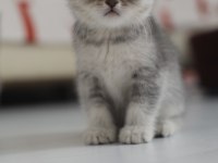 Kuru mama ve kum eğitimi almış british shorthair yavrular