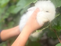 1 aylık hollanda lop tavşanı