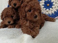 Kore teddy face poodle