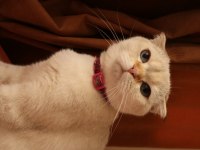 İzmir kedi sahiplendirilcektir