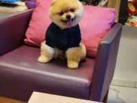 Pomeranian kalitesinin ve farkının farkında olan yavrular