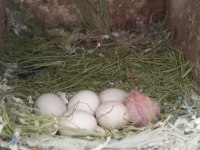 Takım cennet papağanı