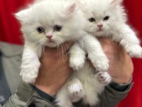 British longhair yavrularımız