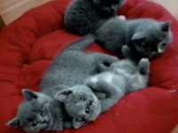 British Shorthair Yavruları