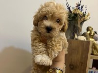 Ev Ortamından Maltipoo Bebeklerim