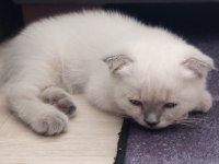 Yavrucaklar ev arıyor british shorthair