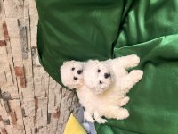 Bichon frise nadir orjinal güzellikleri var