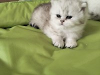 KALİTE BRİTİSH LONGHAİR PAMUK GİBİ DİŞİ