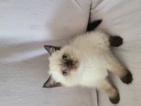 Güzel british shorthair yavrular