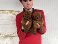 Koyu Renk Toy Poodle Yavrular