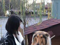 Rough Collie (Lassie) Yavru