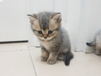 Golden british shorthair yavrular yuva arıyor