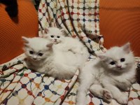 British Longhair