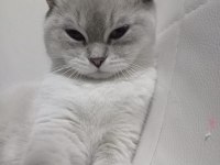 British shorthair 1 yaşında