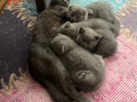 Yavru scottish fold
