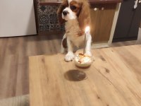 Anne Baba Cavalier King Charles Safkan Yavrularımız