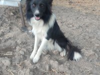 Border collie 9 aylık