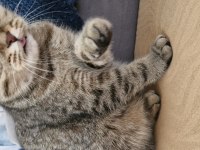 9 aylık dişi british shorthair bursa