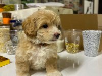 2 aylık maltipoo