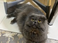 6 aylık aşıları tam scottish fold